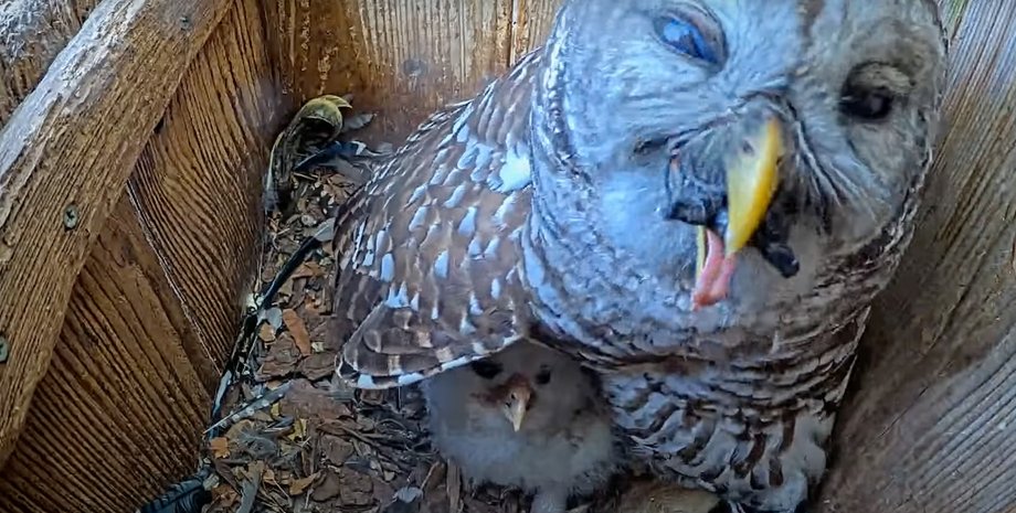 харчування черепахи