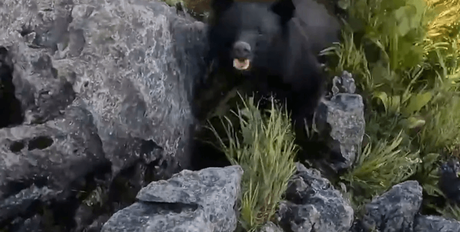 Ведмідь у гірській місцевості Японії