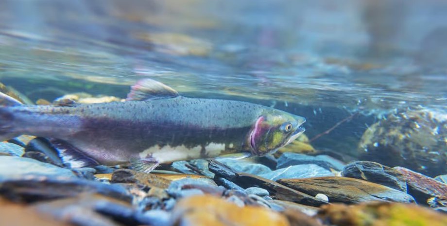 лосось, нерестовый лосось, атлантический лосось
