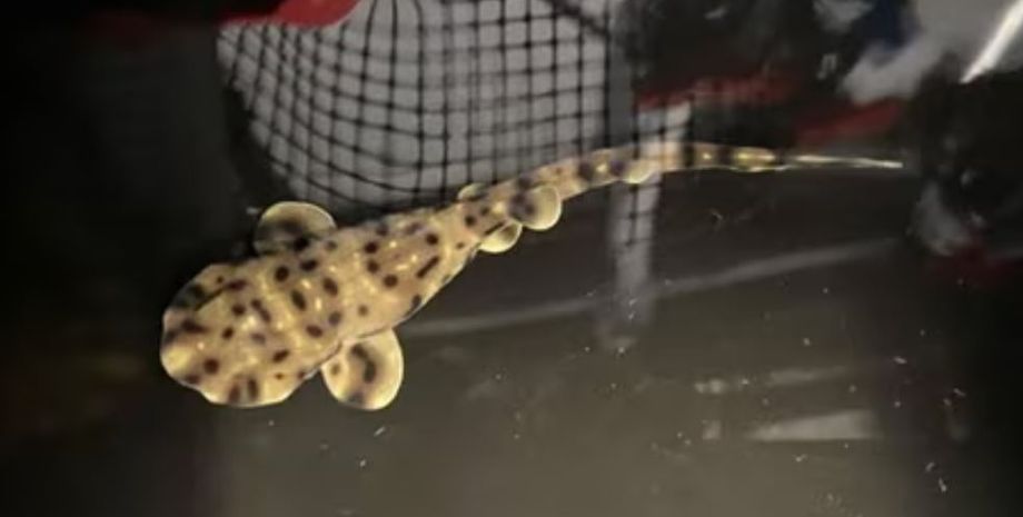 В США на свет появился детеныш акулы, но никто не знает как это возможно, самка живет без самца уже три года