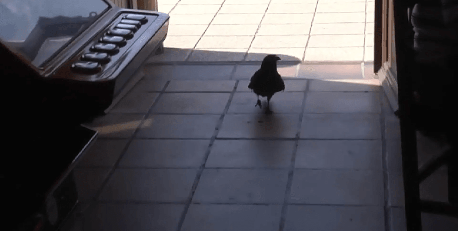 Ворон умеет говорить, птица, ворон Пако, выпал из гнезда, звезда соцсетей, животное говорит, говорит привет, приходит завтракать,