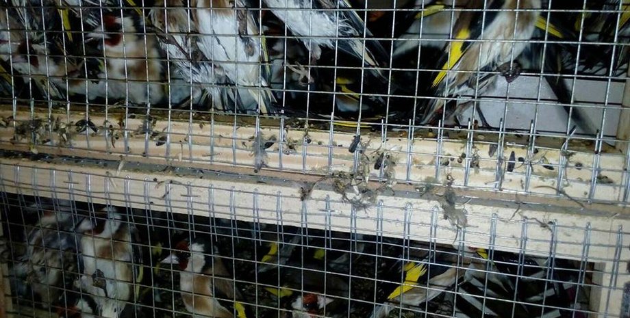 Фото: facebook.com/Приют для птиц и мелких животных "Лунная Долина"