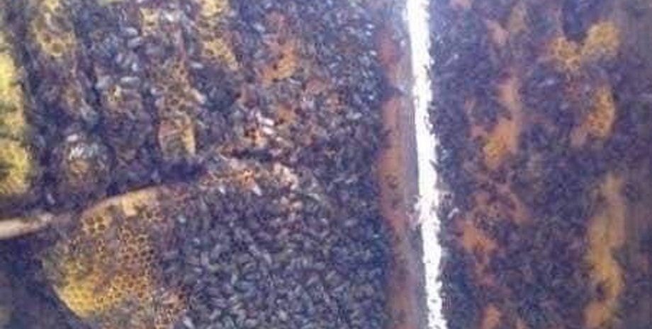 пчелы, ящик