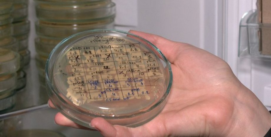 Львів, вчені, розробка вакцини від коронавируса, українська вакцина від коронавируса, COVID-19, вакцинація