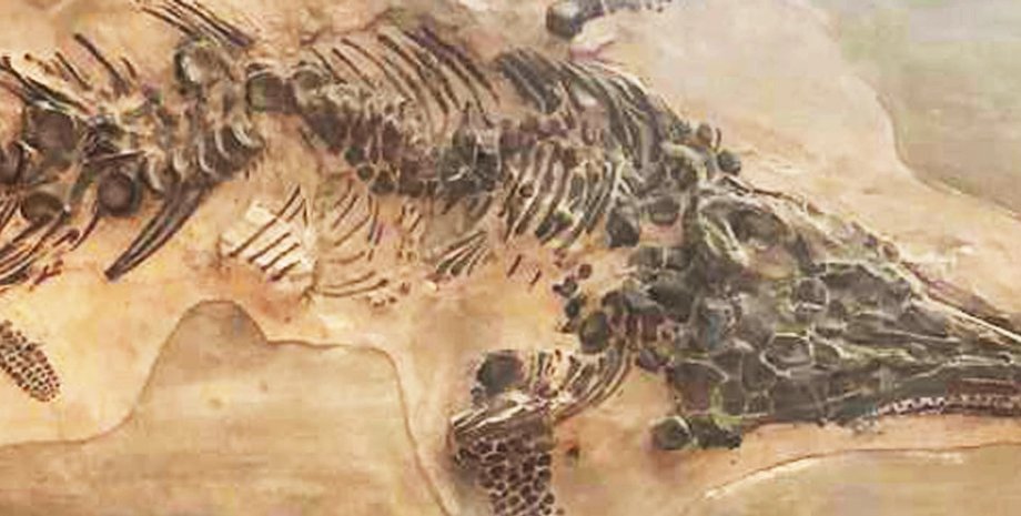 Раскопки, археология, ихтиозавр, юрский период