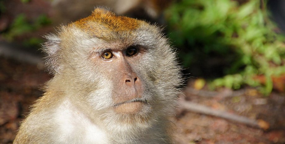 на шрі-ланці блекаут, на шрі-ланці вимкнули світло по всій країні, мавпа спричинила блекаут, що сталося на шрі-ланці