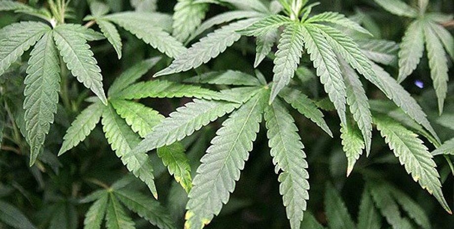 Фото: hirmagazinom.hu