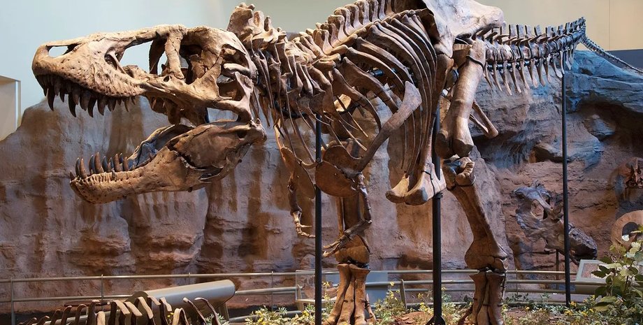 скелет тираннозавра