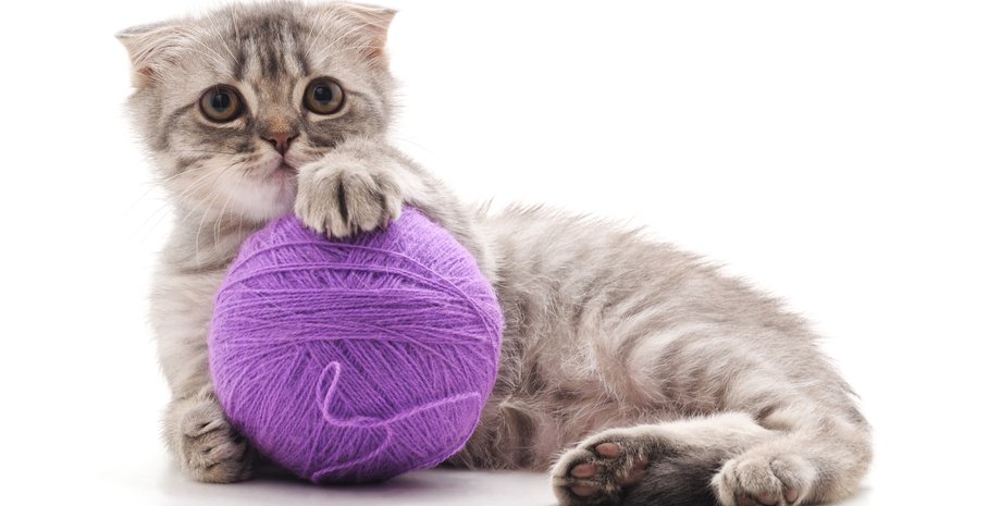 коты, кошки, коты игра