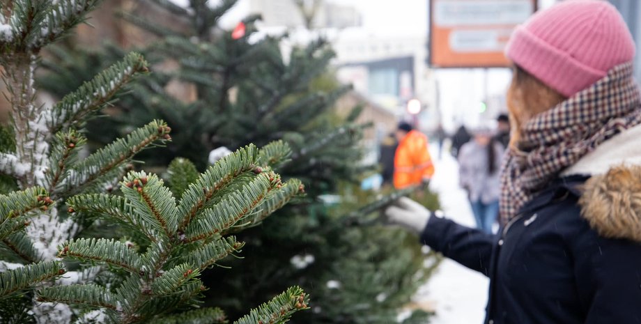 У Києві стартував продаж новорічних ялинок: де купити і скільки коштує