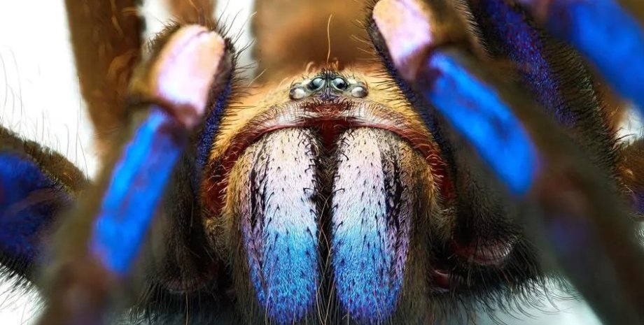 электрический синий тарантул, неоново-синий тарантул, тарантул цвета электрик