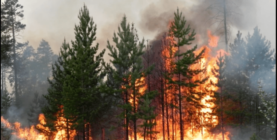 пожежі, ліс, Росія