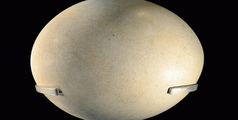 яйце слонового птаха Найбільше яйце у світі в 150 більше за куряче: чиє воно0