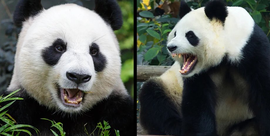 Наймиліші ведмеді у світі зовсім не нешкідливі: чому слід боятися панд