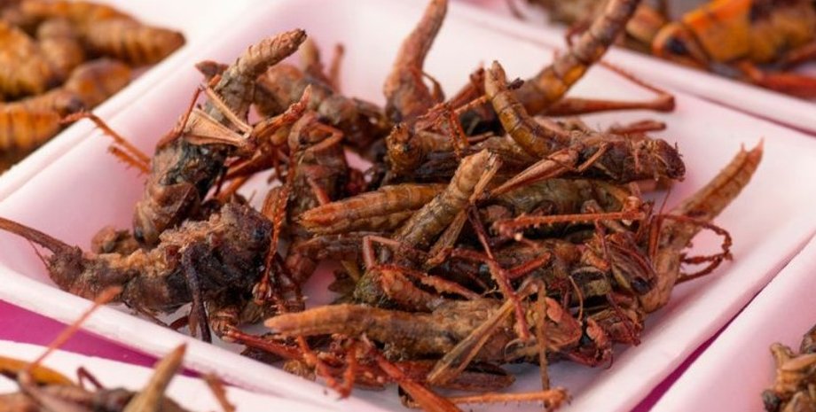 насекомые, диета из насекомых