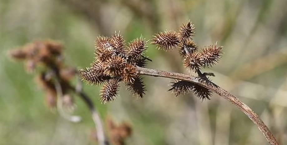 нетреба звичайна