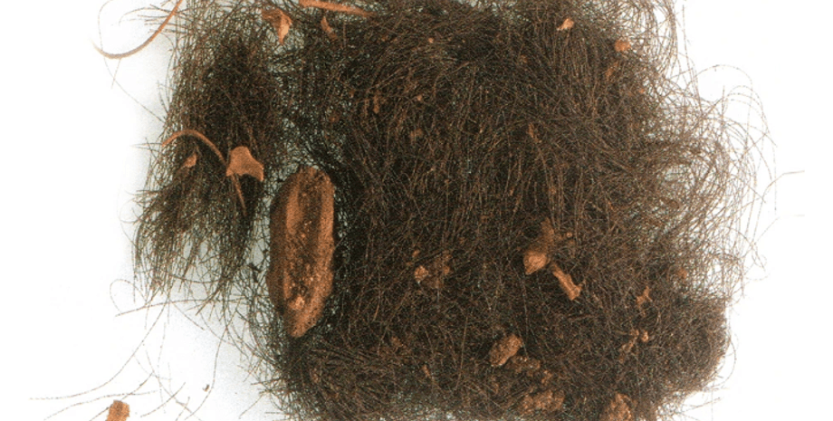 древние люди, исследования, древние люди употребляли наркотики, исследования наркотики, наркотик, менорка, остров менорка, испания, бронзовая эпоха, волосы, погребения, останки, Datura stramonium (Дурман обыкновенный), Hyoscyamus albus (Лена белая)