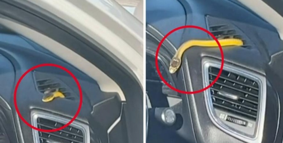 Змія в авто Змія в авто, рептилія, тварини, машина, Австралія, курйози, цікаві історії, приколи, фото
