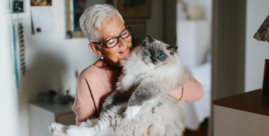 ласковая кошка, какие породы котов самые ласковые, ласковые котики, как выбрать ласкового кота