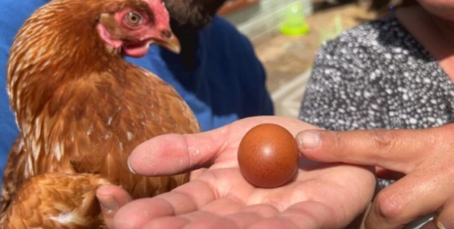 Кругле яйце, рідкісне яйце, яйце одне на мільярд, курка знесла кругле яйце, яйце на аукціоні, курка Джулі, фермерська знахідка