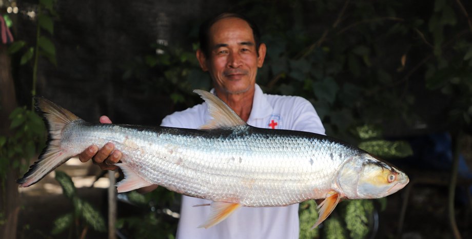 гигантский карп, Меконгский гигантский лососевый карп, рыба-призрак, странная рыба, большая рыба, странная рыбалка, экзотическая рыба, рыбалка, странное существо, рыба исчезнувший вид