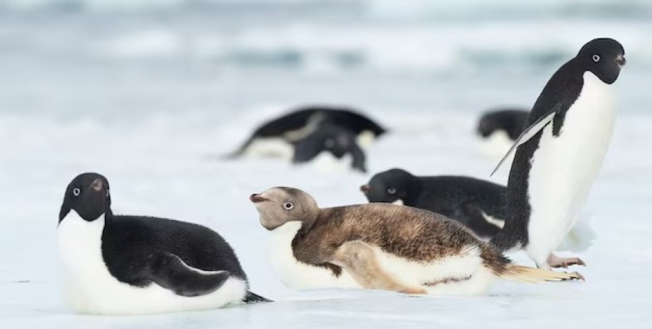 пингвины, генетическая мутация, пингвин Адели