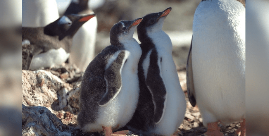 Пингвины на станции "Академика Вернадского"