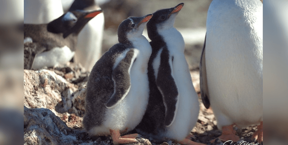 Пингвины на станции "Академика Вернадского"