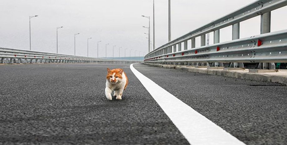 Фото: nstagram.com/cat_the_most