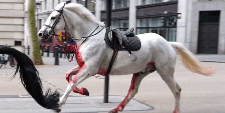 Лошади пробежали по улицам Лондона, лошади, скакуны, животные, лошадь в крови, пострадали люди, врезались в машины, автобус