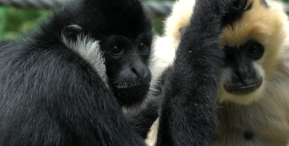 гиббон, гиббон кан