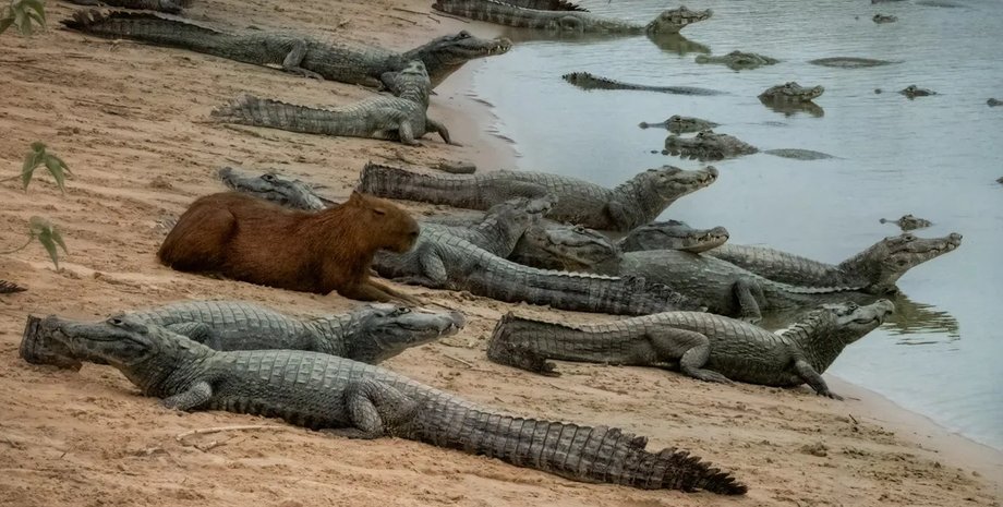 капібара капібара кайман