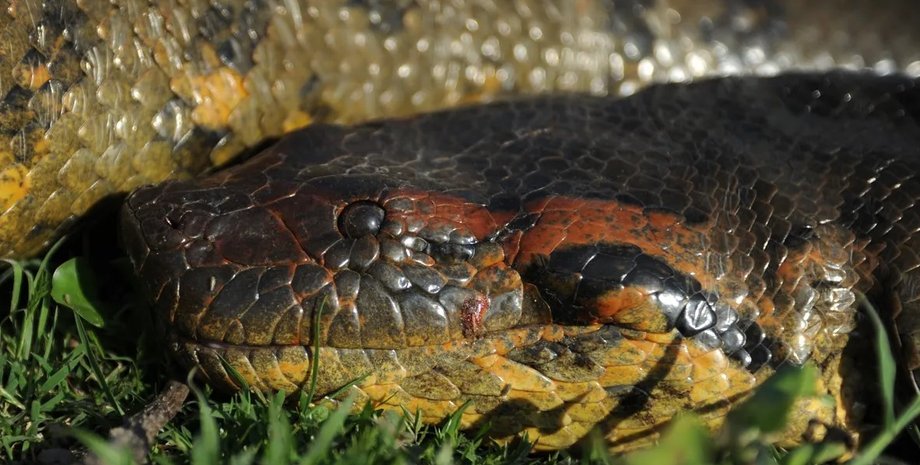 Кішкентай бөкселердің эротикалық фотосуреттері