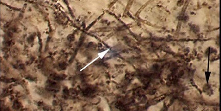 мікрофосилії, мікроорганізми