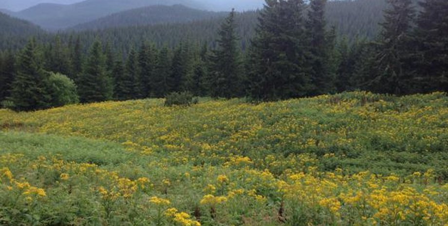 Виды с вершины Говерлы / Фото: Twitter