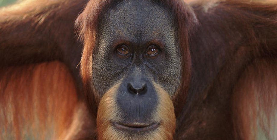 Фото: World Wildlife Fund