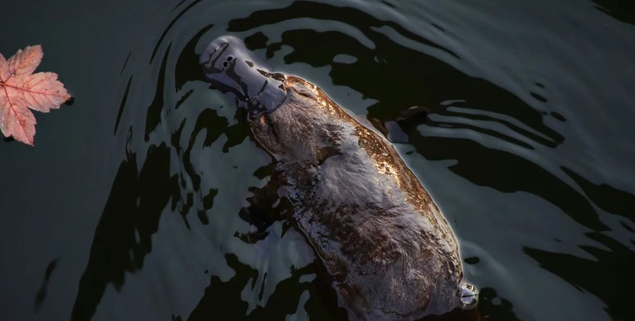 болезненный укус утконос