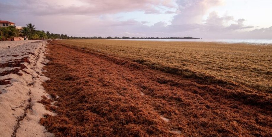 водоросли, побережье, бурые водоросли, пляж