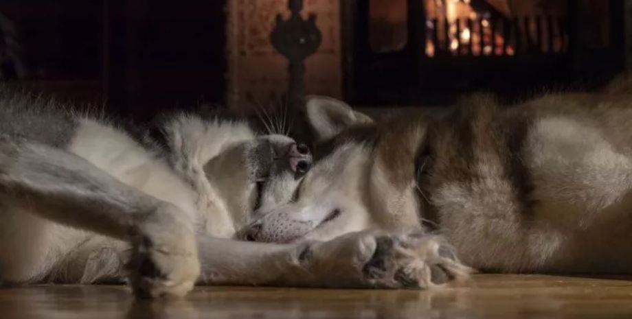 Женщина не закрыла дверь в дом, к ней в помещение зашел незваный гость, домашние любимцы, собаки, псы