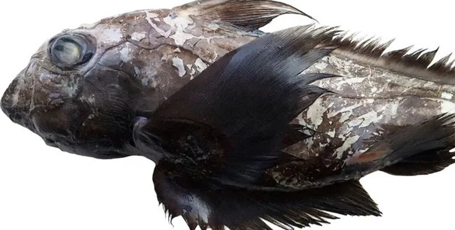 акули примари, химери