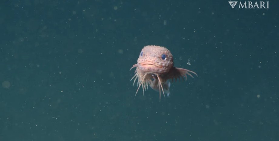 улиточная рыба в океане