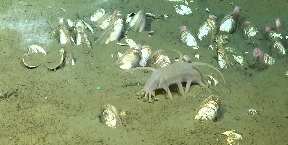 океан, морська свиня