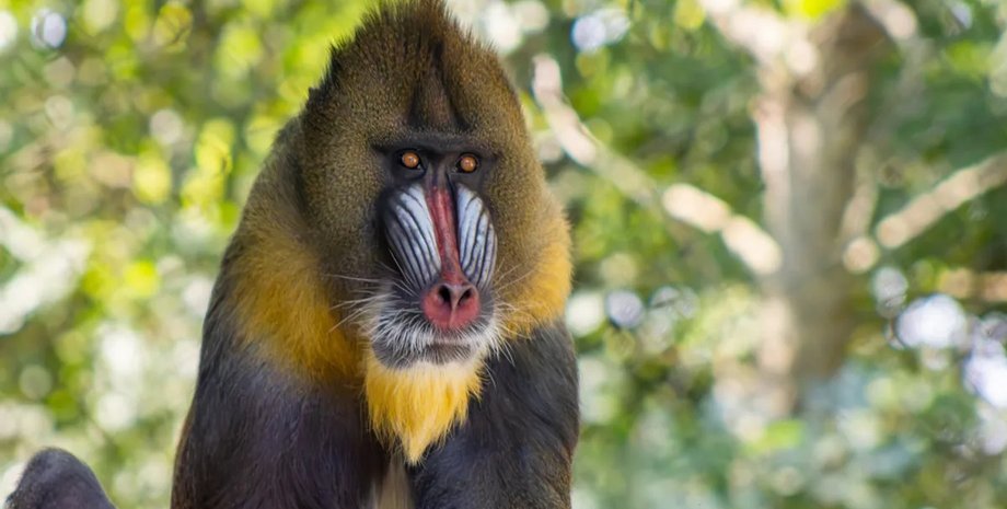 мандрилы самец