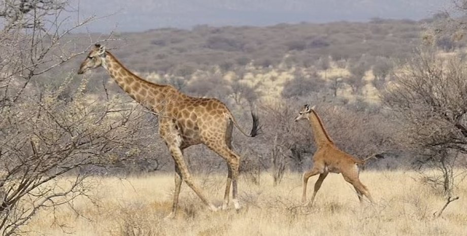 жираф, жираф без пятен, безупречный жираф