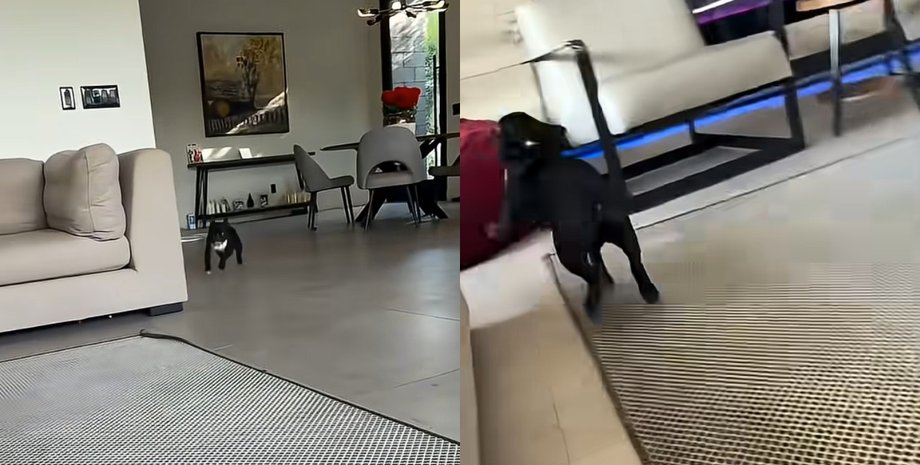 Летів як ракета і не помітив перешкоди: пригоди французького бульдога підкорили мережу