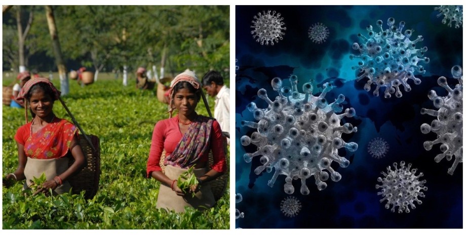 Чайна плантація, коронавірус, індію, подорожчання чаю, пандемія COVID-19, колаж