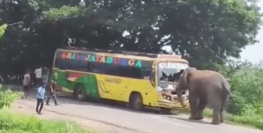 слон, Индия, нападение на транспорт, дикая природа