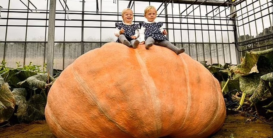 тыква, тыква рекорд, рекордная тыква, гигантская тыква