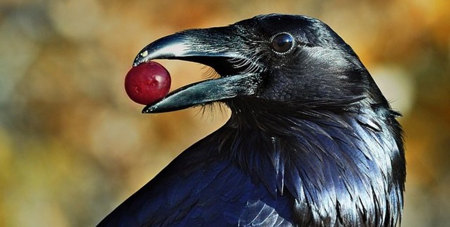 Фото: Город 342