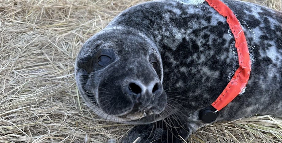тюлень, детеныш тюленя, детеныш серого тюленя